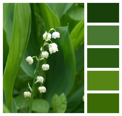 Bloom Blossom Lily Of The Valley Image